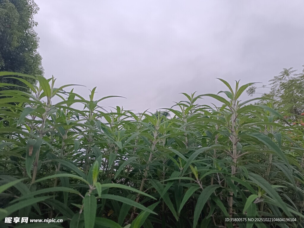 茂密绿植 