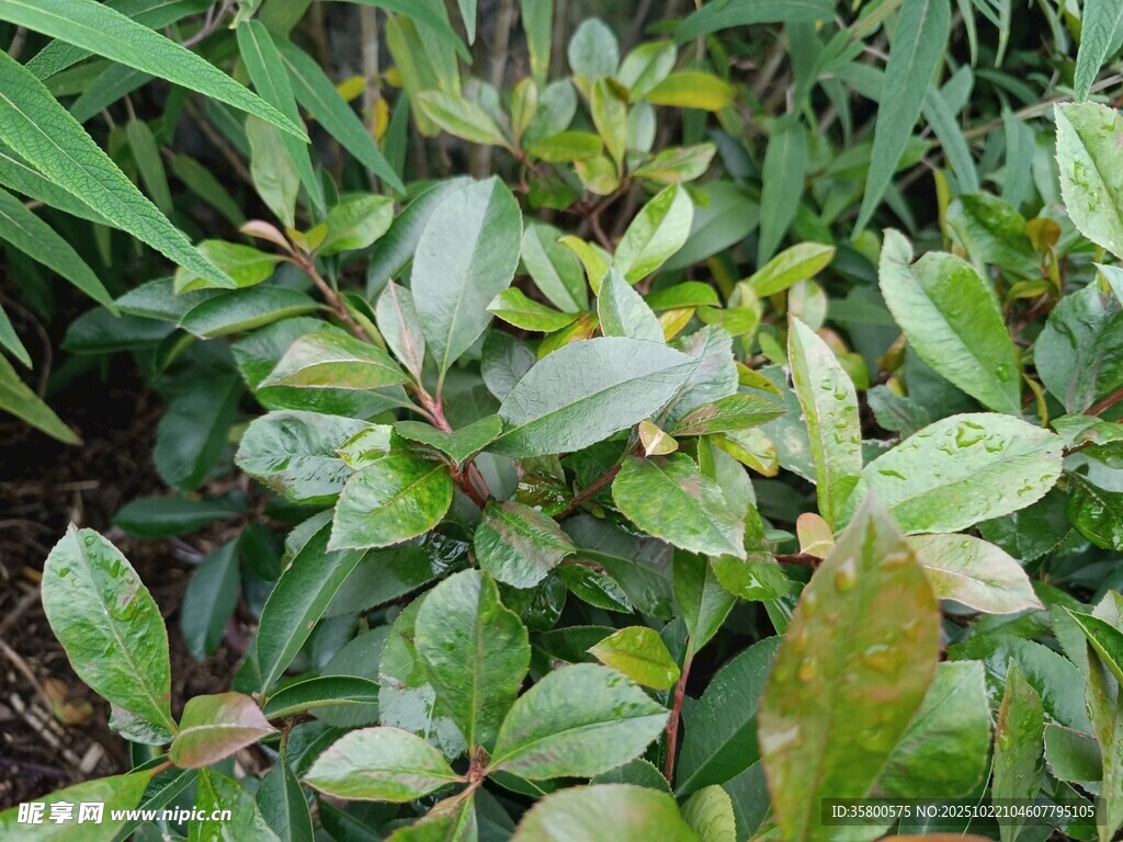 绿叶植物特写