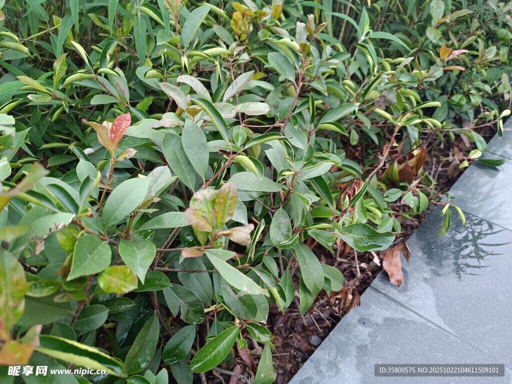 绿叶间的多彩植物景观