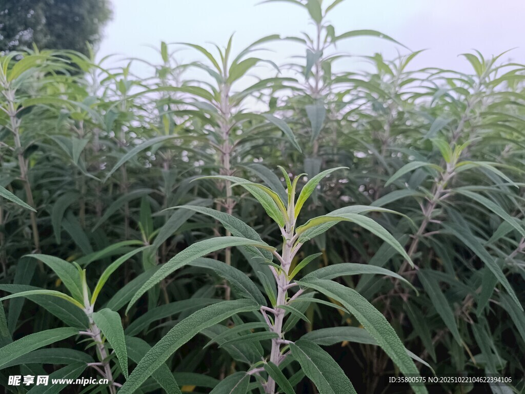 茂密的绿色植物景观