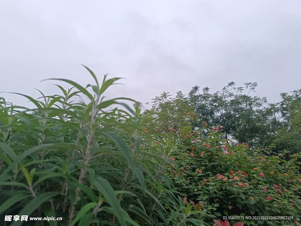 野外繁茂绿植景观