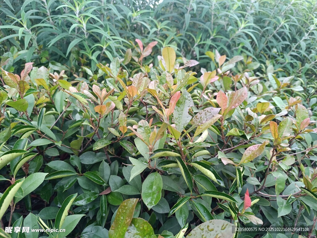 多彩叶片的植物景观