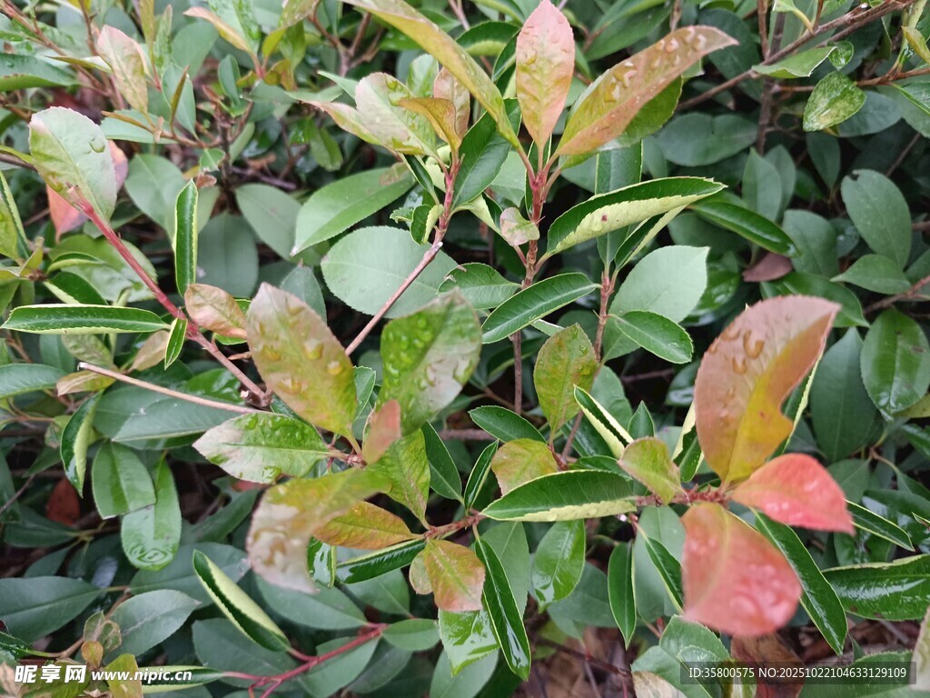 多彩叶片的绿植景观