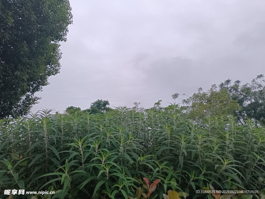 野外繁茂绿植景观