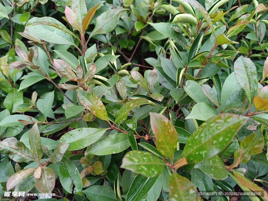 绿叶植物特写