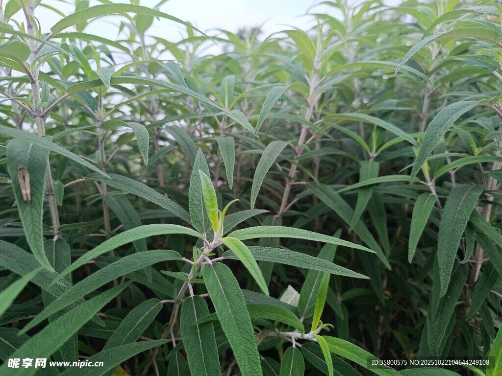 茂密绿植中的挺拔叶片