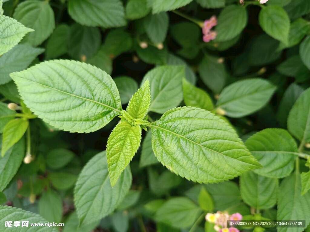翠绿清新的薄荷叶