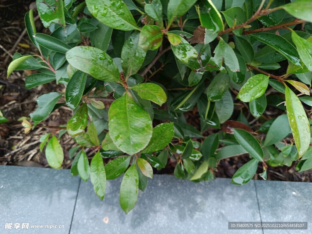 绿叶植物景观