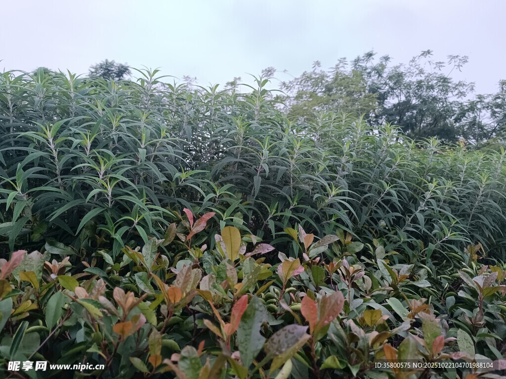 繁茂植物景观