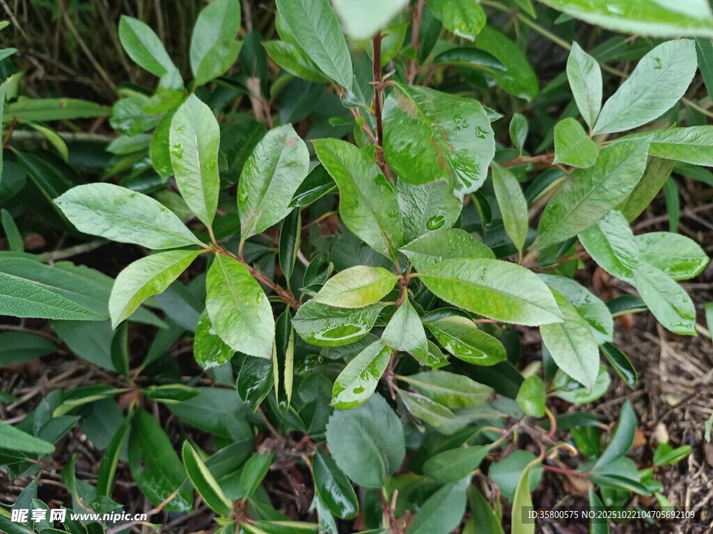 绿叶繁茂的植物景观