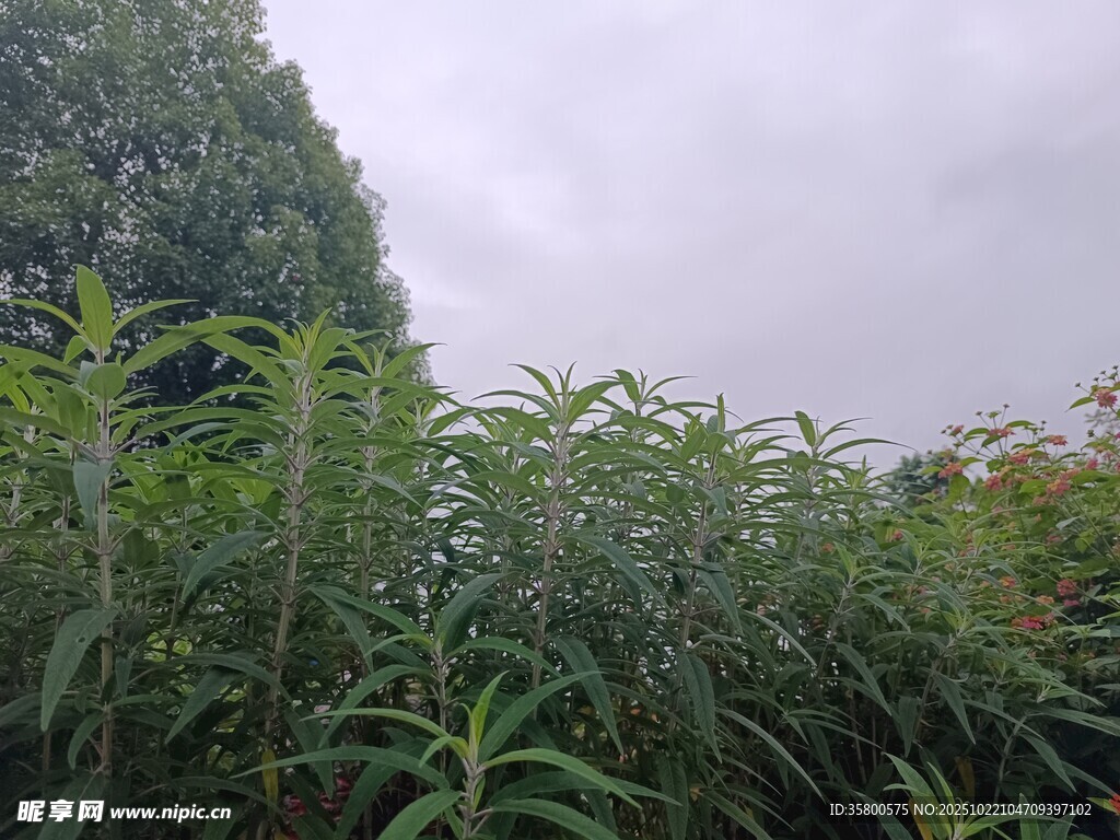 野外繁茂绿植景观