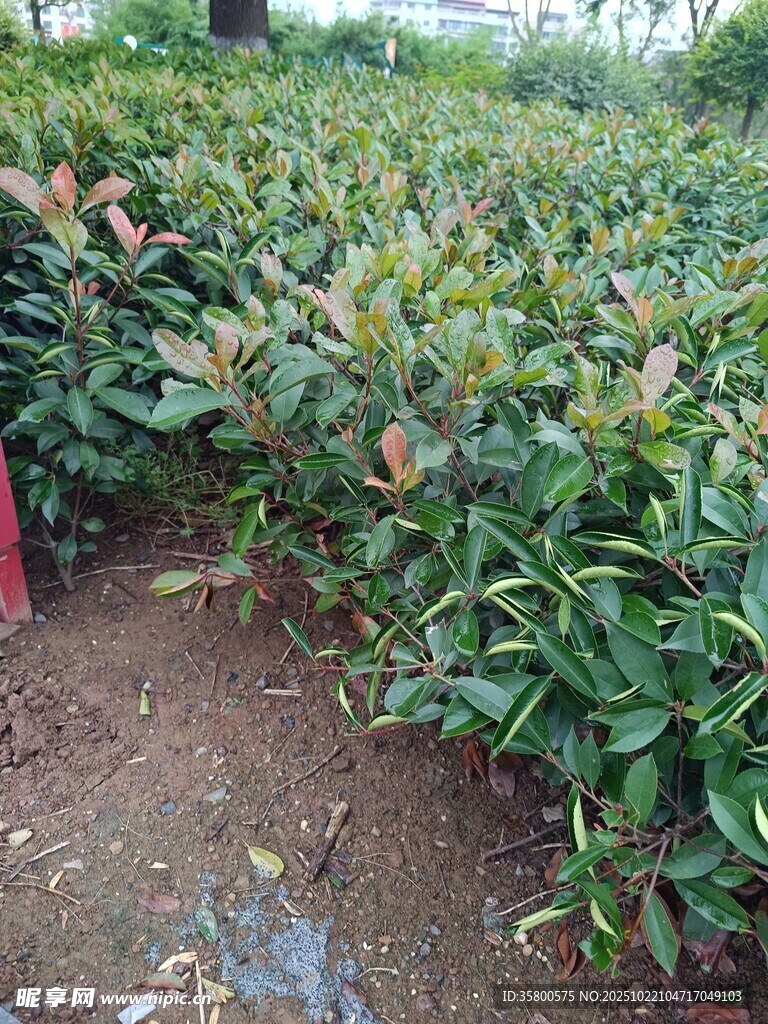 绿叶红边植物景观
