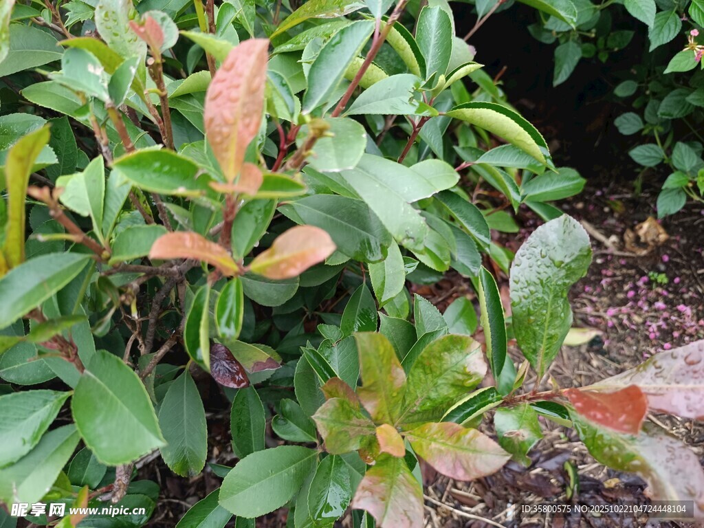 多彩叶片植物特写