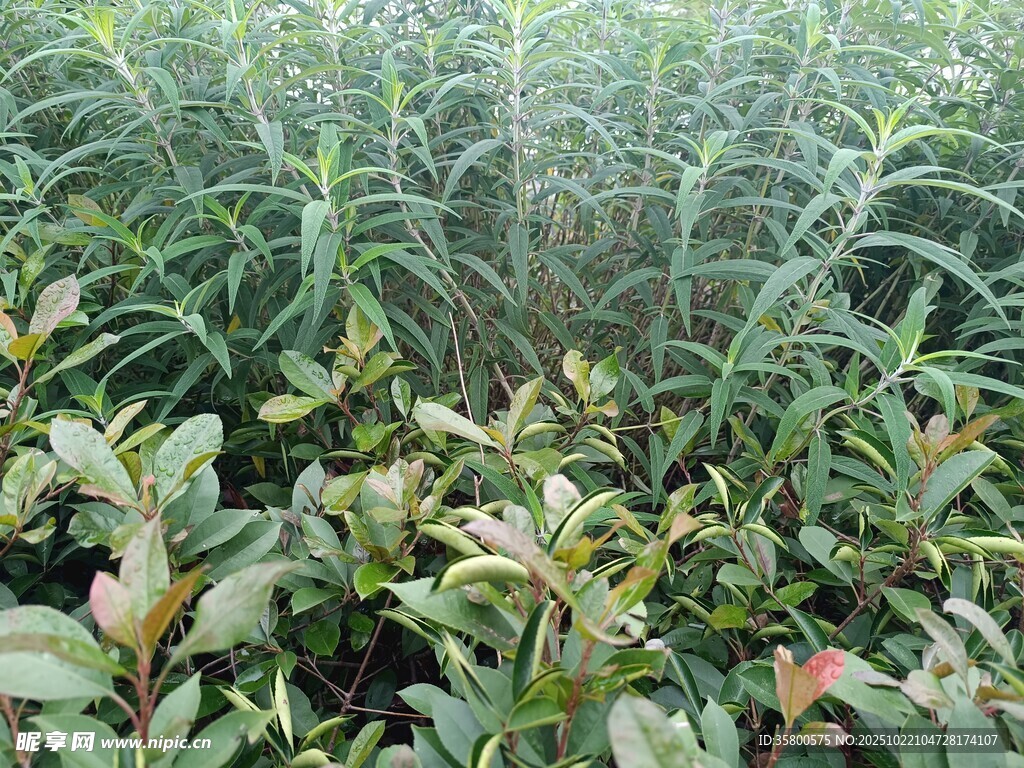 繁茂绿植景观