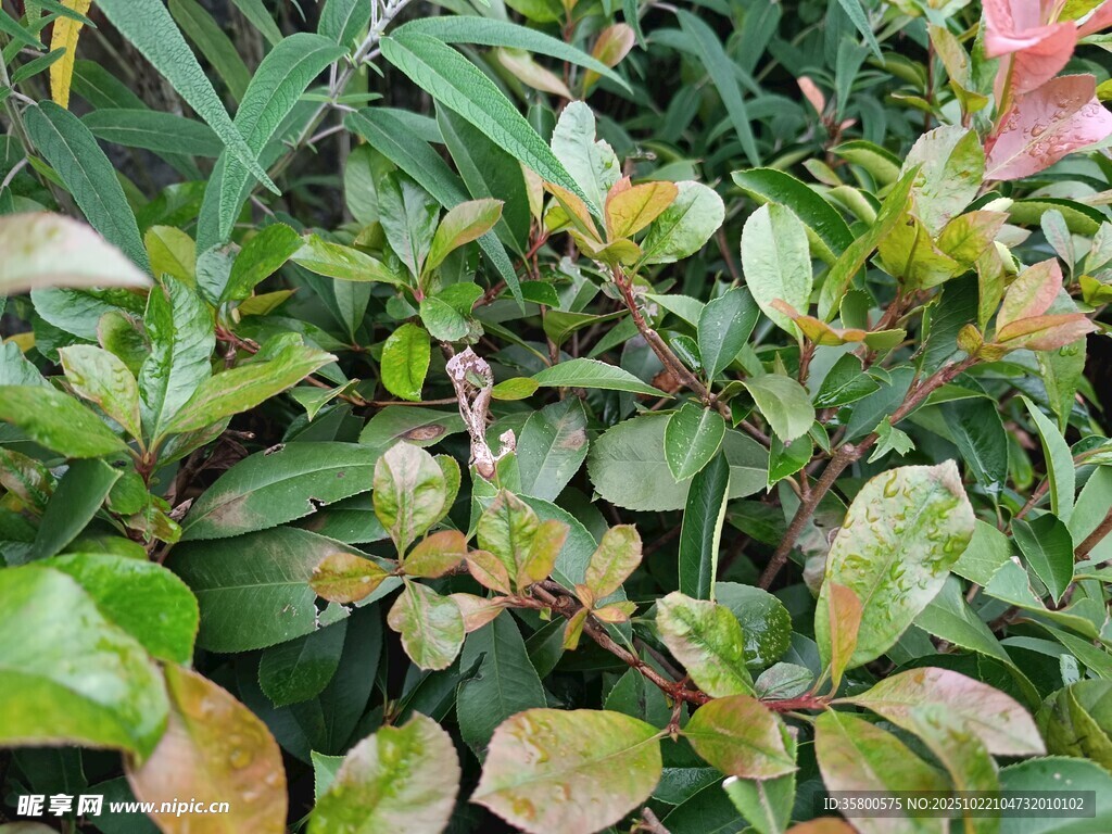 绿叶植物特写