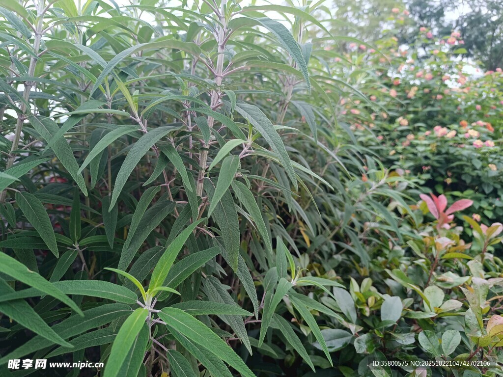 繁茂绿植景观