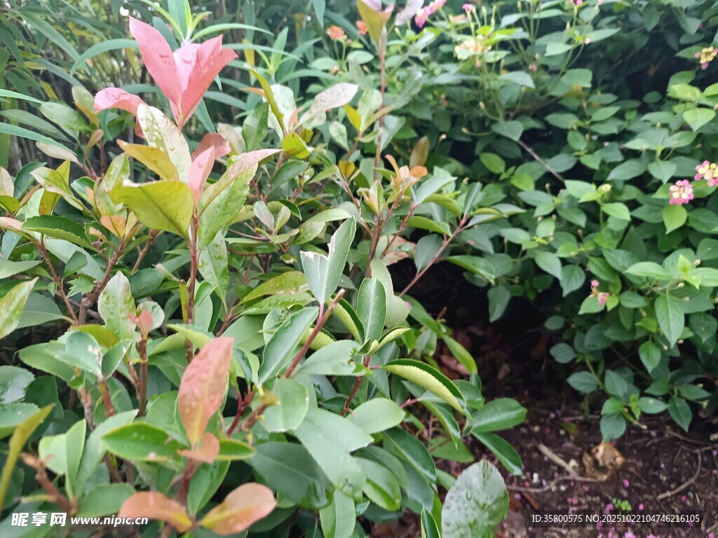 多彩叶片植物景观