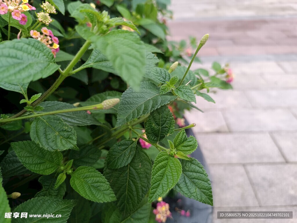 绿叶繁花的清新植物景观