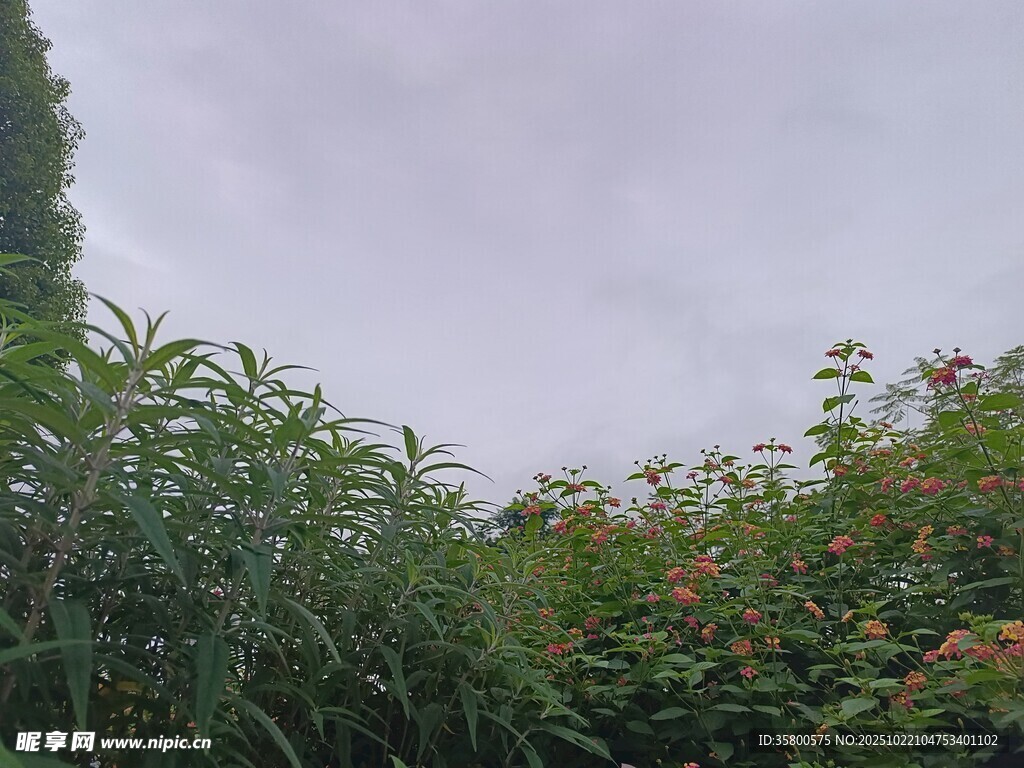 云雾中繁茂的绿植景观
