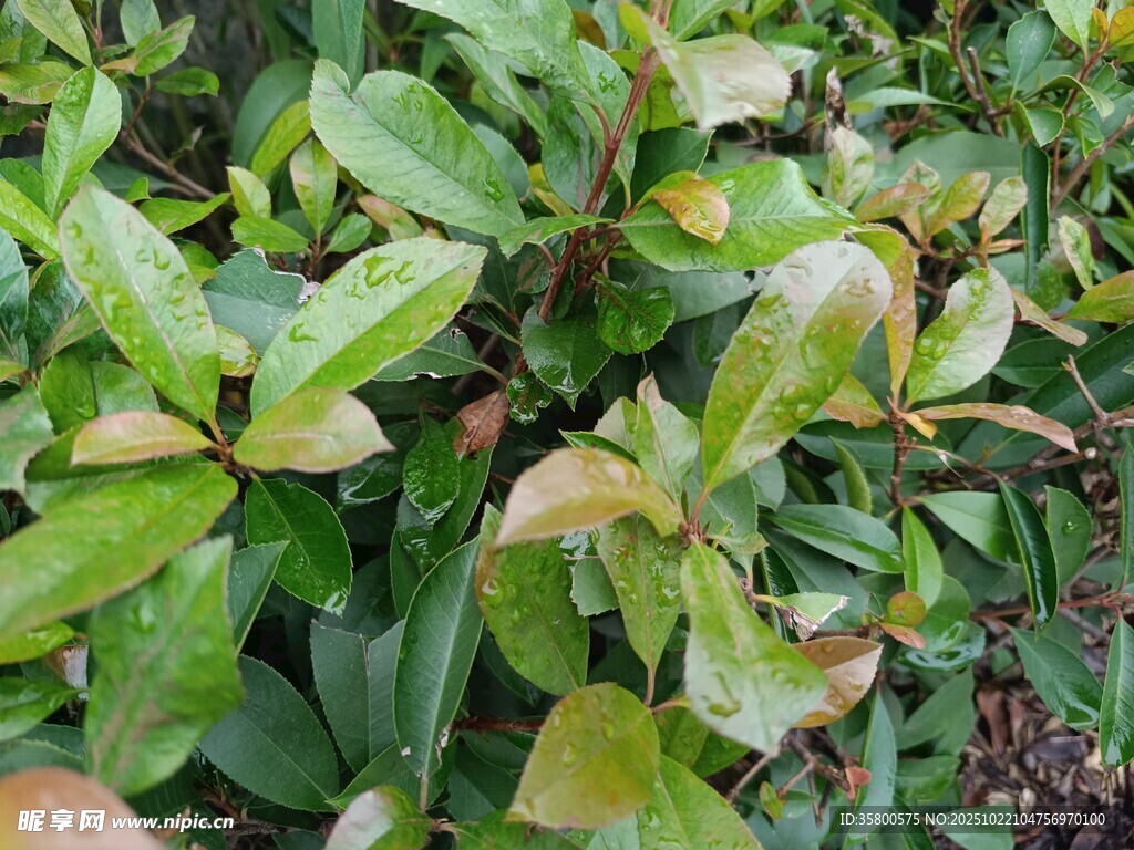绿叶植物特写