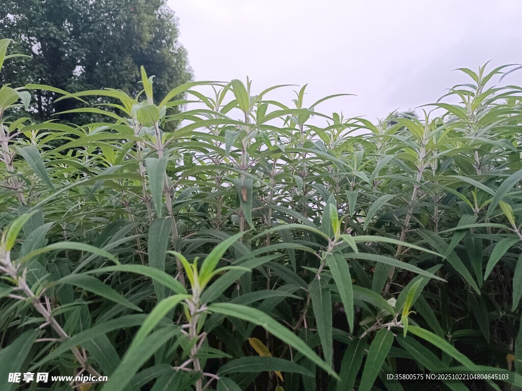 野外繁茂的绿色植物