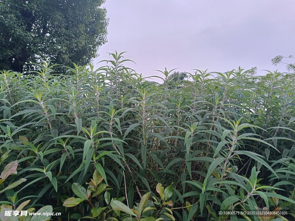 田野绿植景观