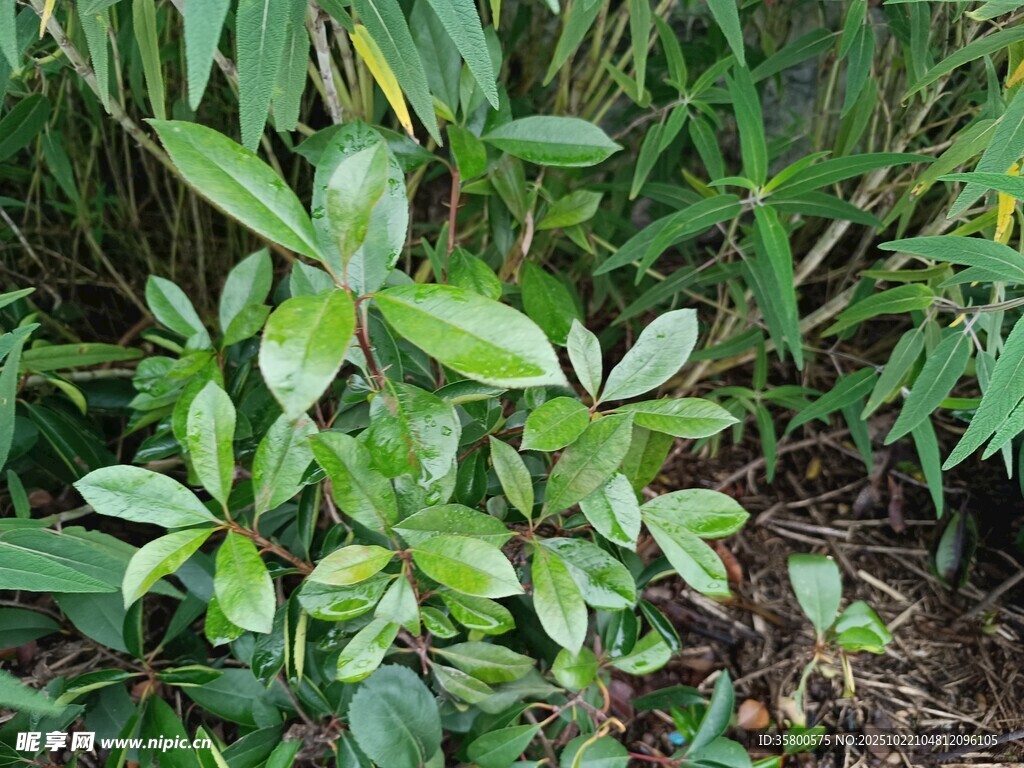 绿叶繁茂的低矮植物