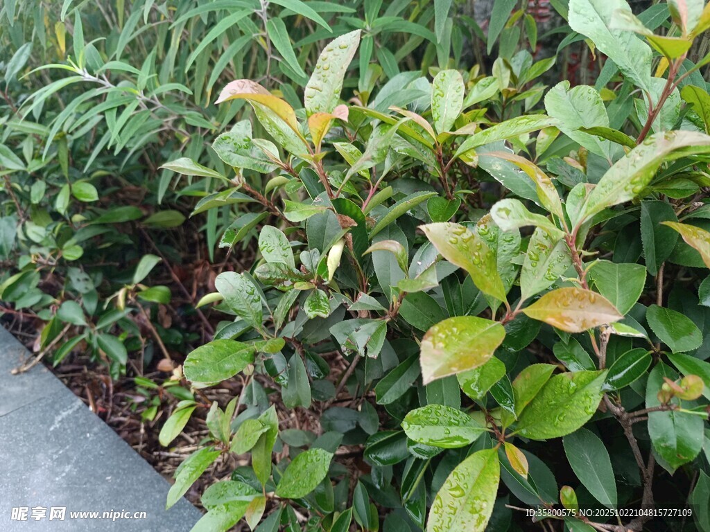 多彩绿植景观