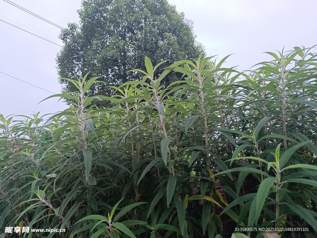 茂盛的绿色植物景观