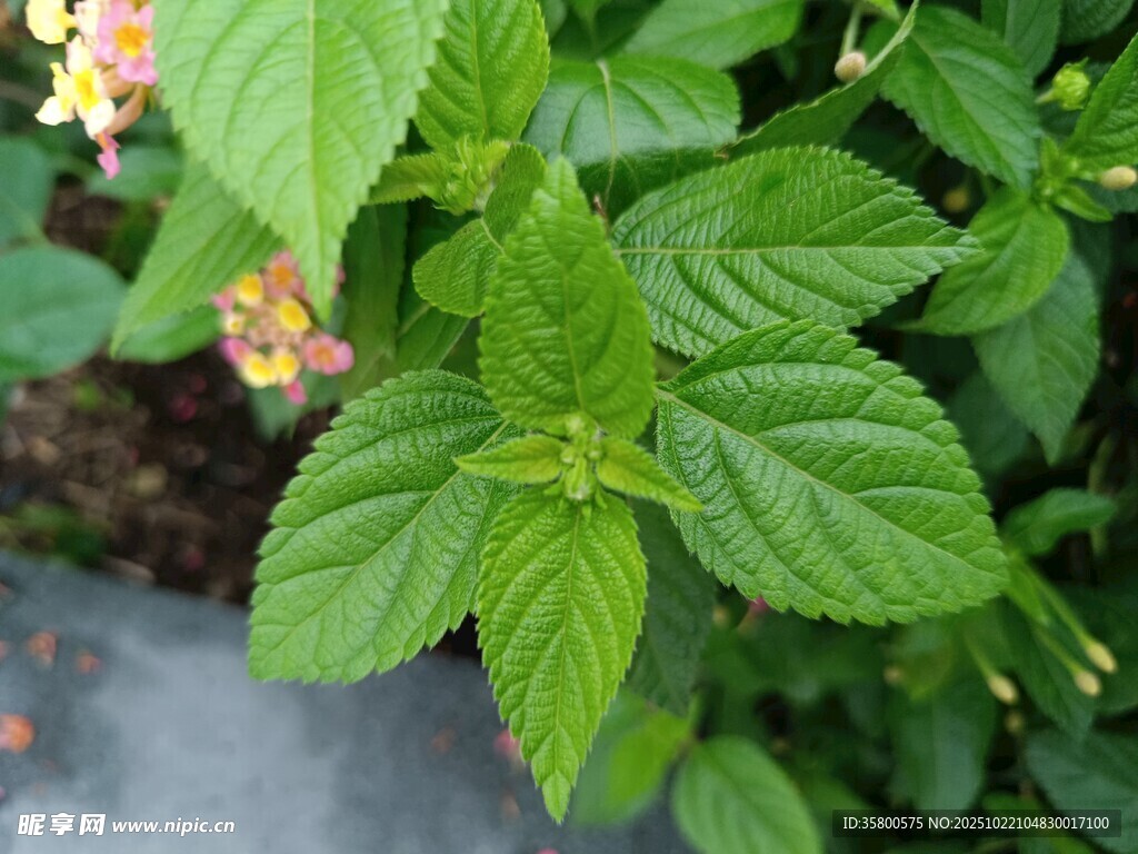 清新薄荷绿植特写