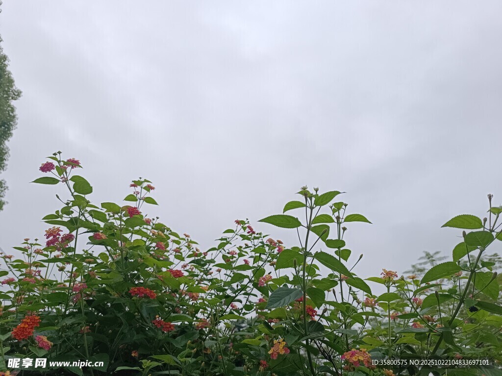 绿叶间的鲜艳花朵