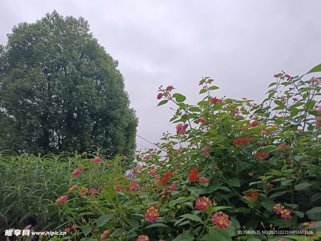 繁花绿树间的自然景致