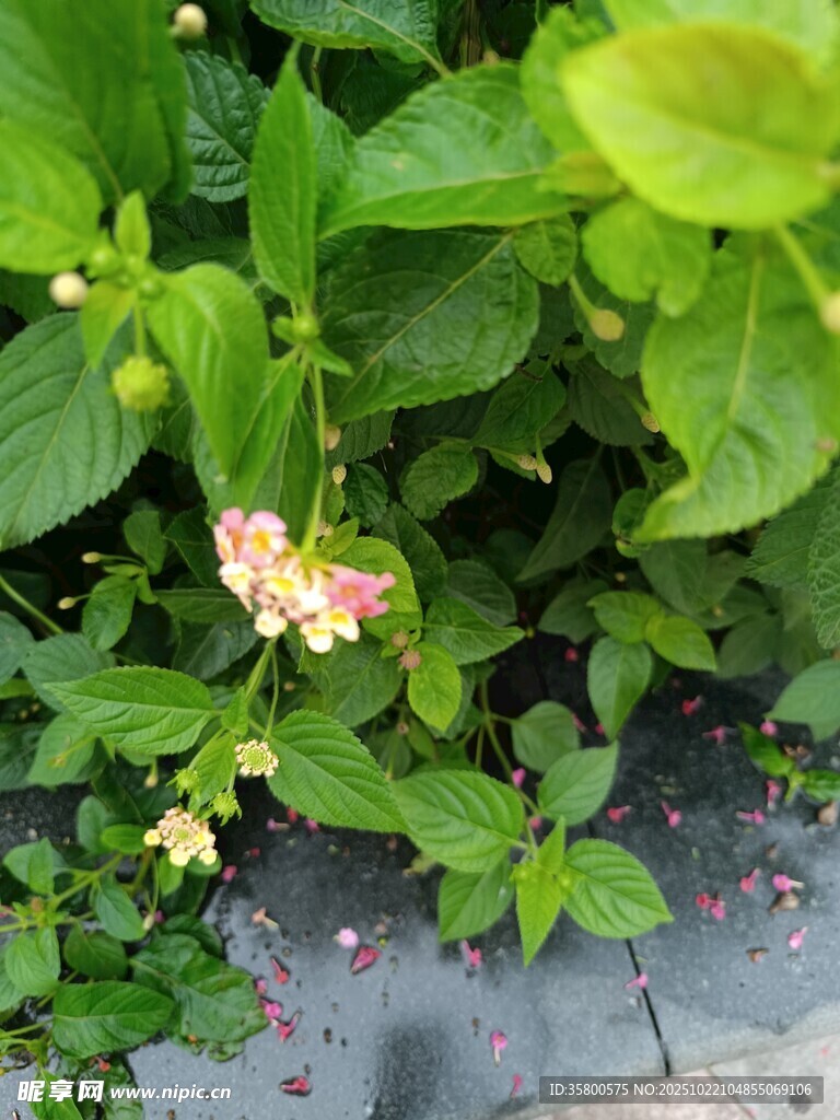 绿叶间绽放的多彩小花