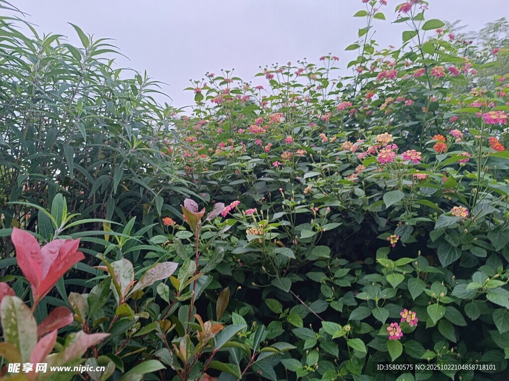 繁花绿植的自然景致