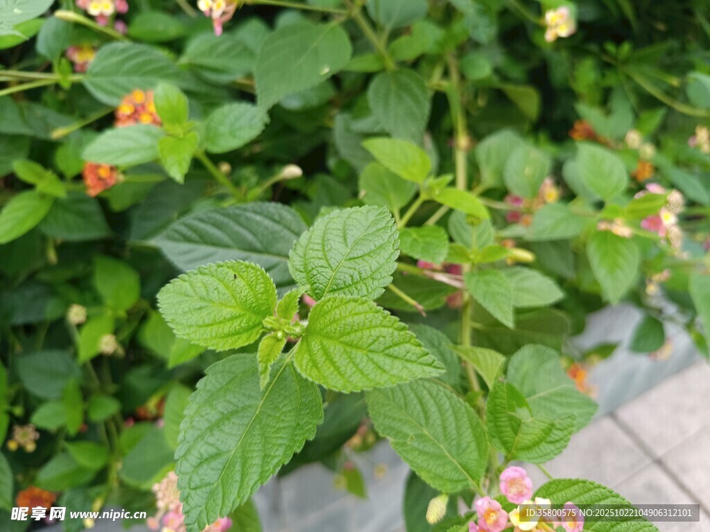 绿叶间绽放的多彩小花