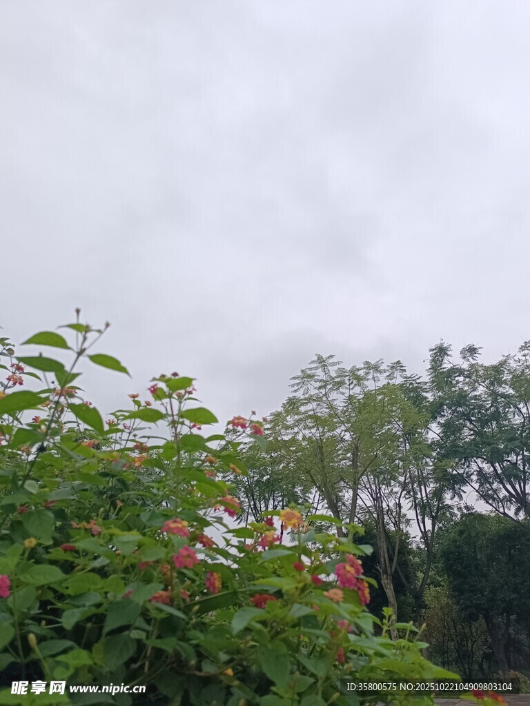 阴天中的绿植花卉景色
