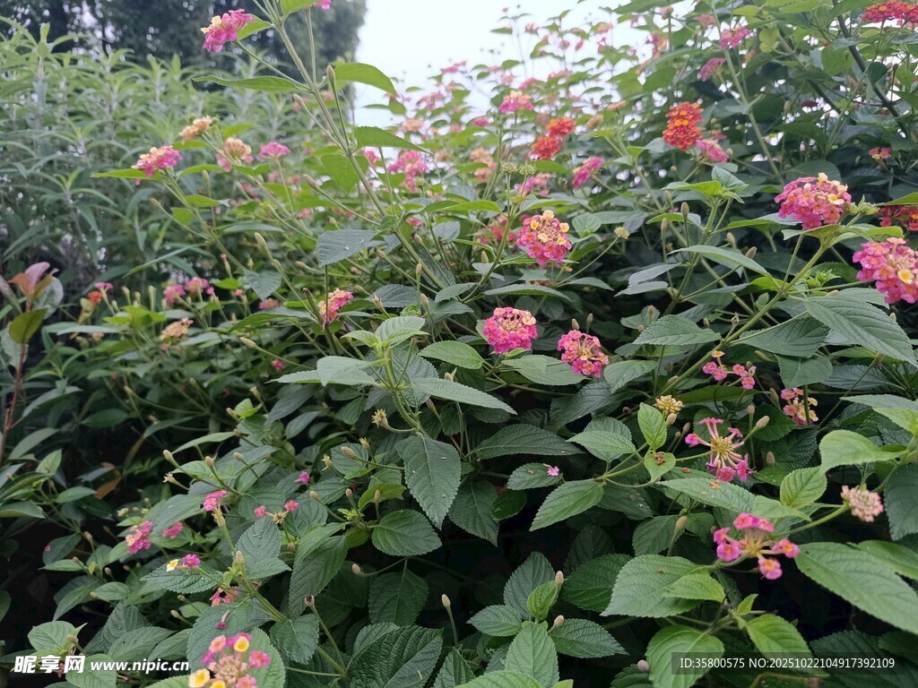 盛开的粉色花卉绿植景观