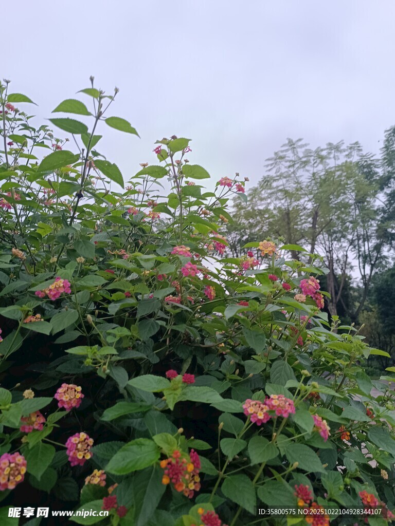 繁花绿叶的自然景致