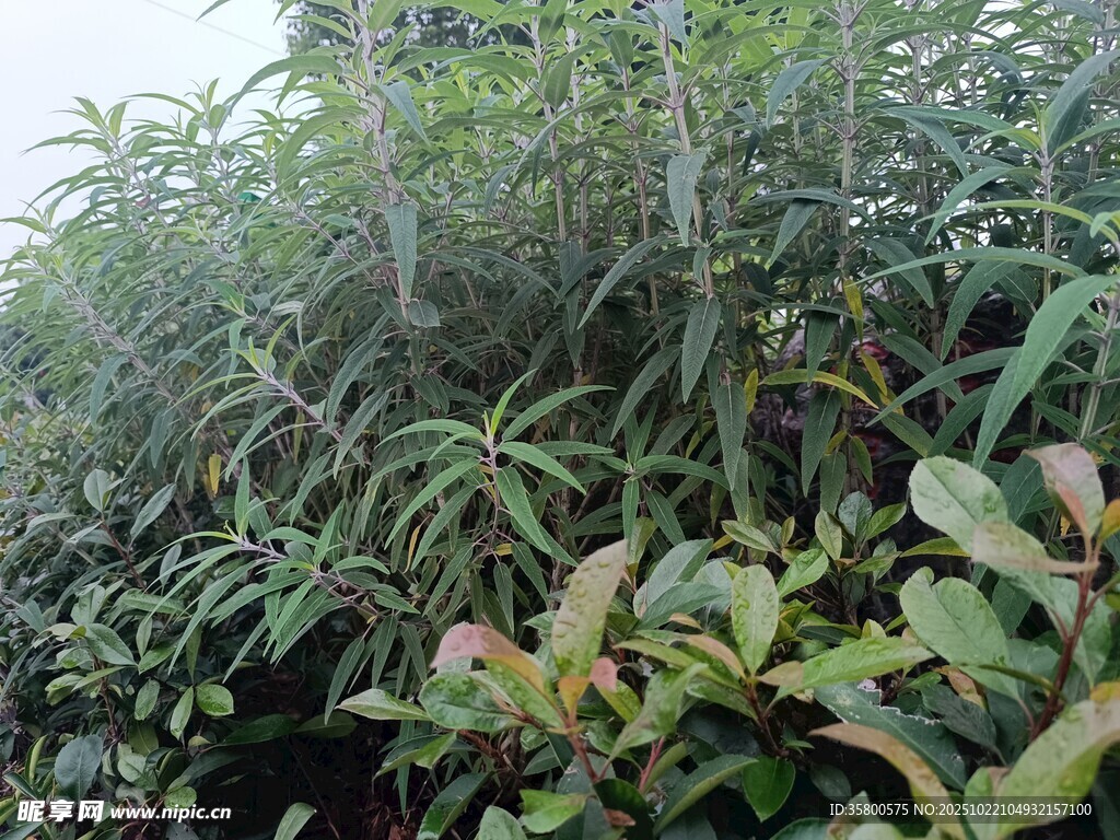 繁茂绿植景观