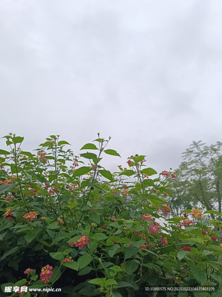 云雾中的繁茂花草