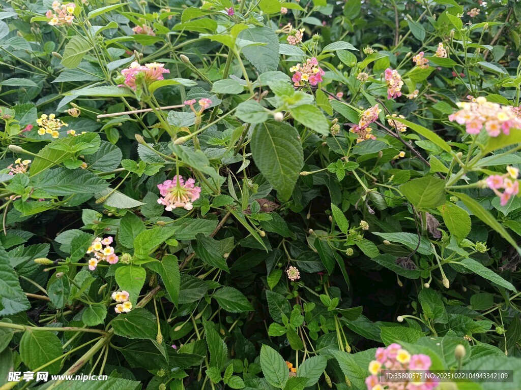 繁茂花丛中的多彩小花