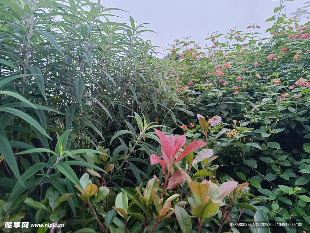 繁茂绿植中的艳丽花卉