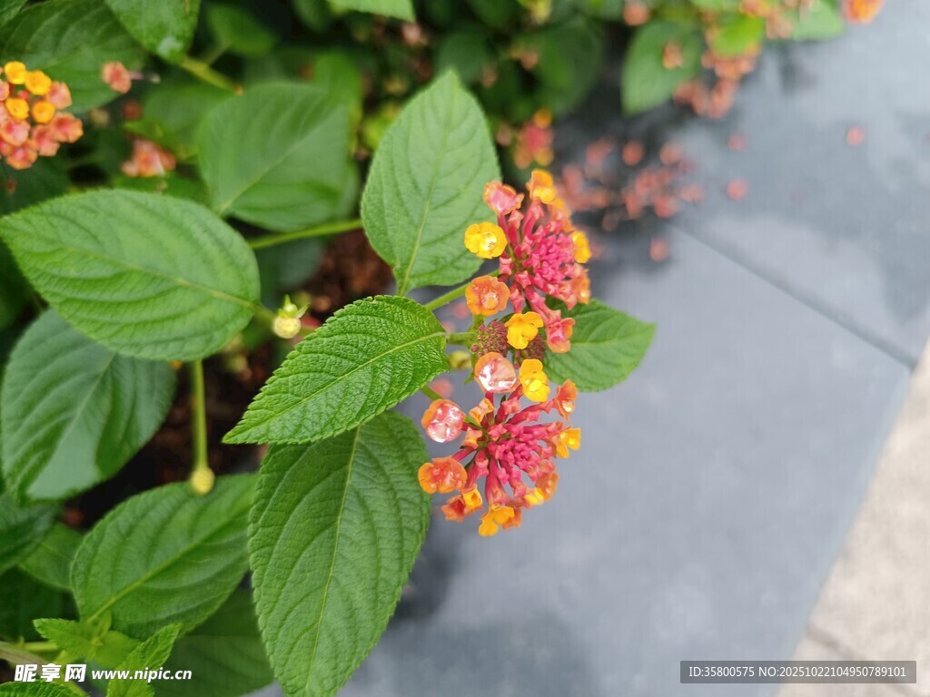 多彩花卉绽放绿叶间