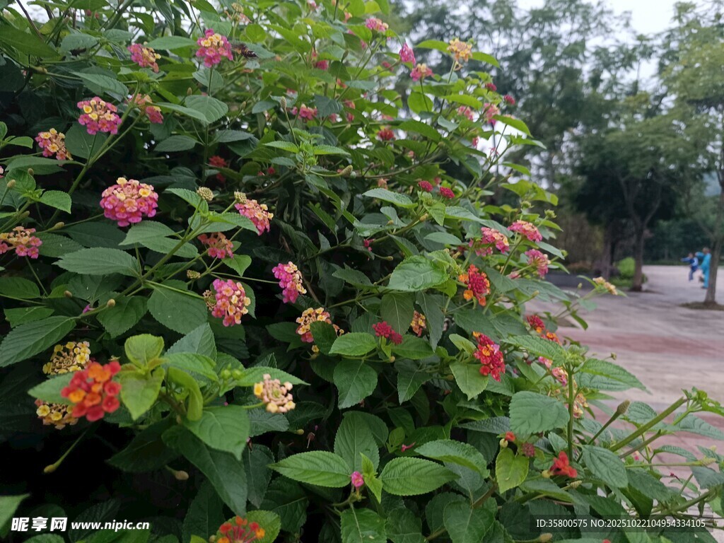 繁花绿叶装点的美丽景致