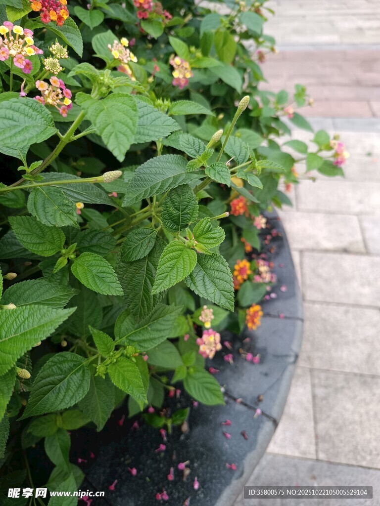 盆栽绿植绽放多彩小花