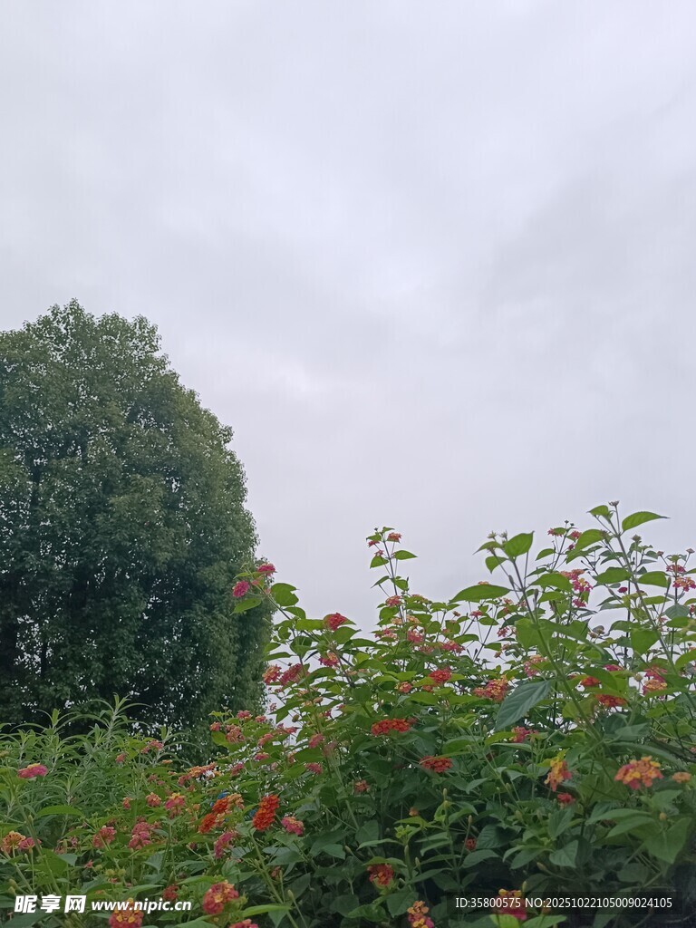 绿树繁花的自然景致