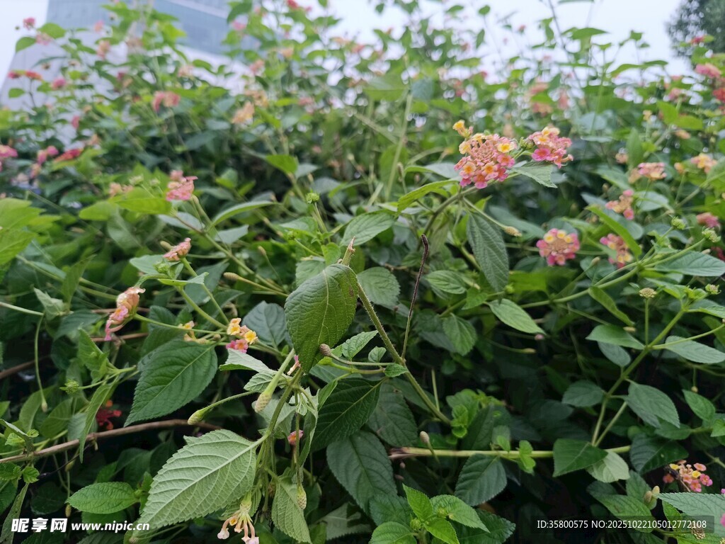 繁茂花丛中的多彩花朵