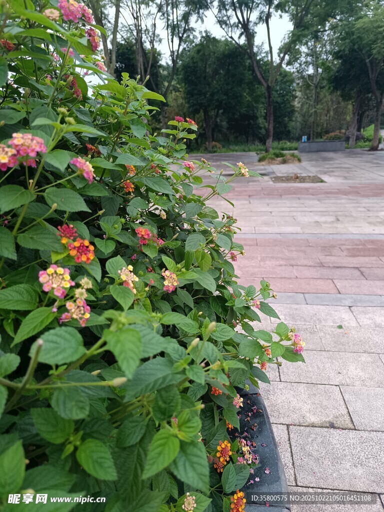 路边繁花绿植景观