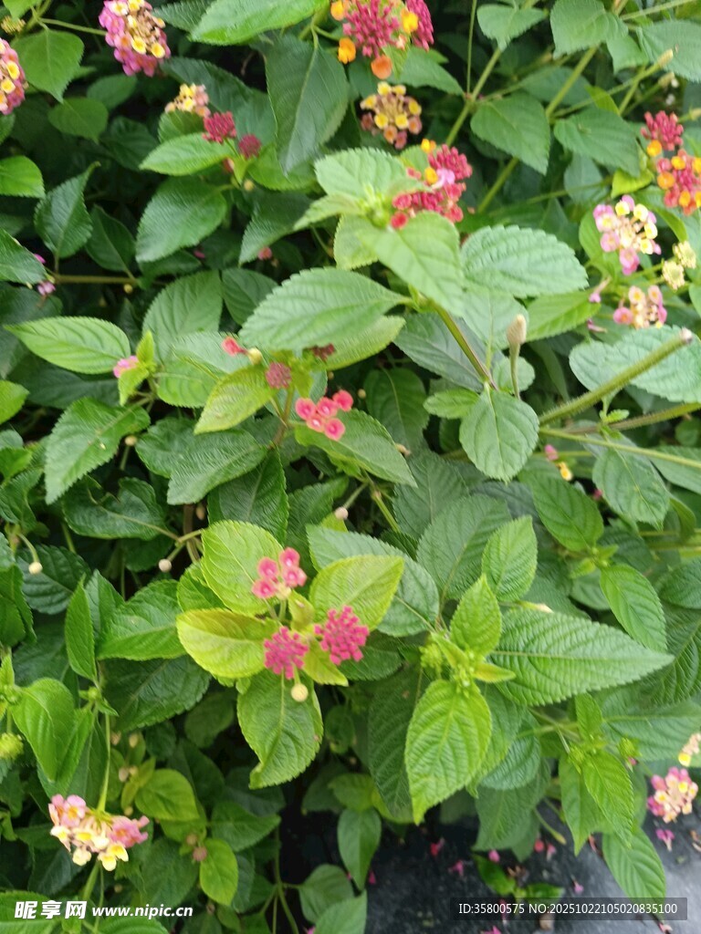 多彩花卉绿植景观