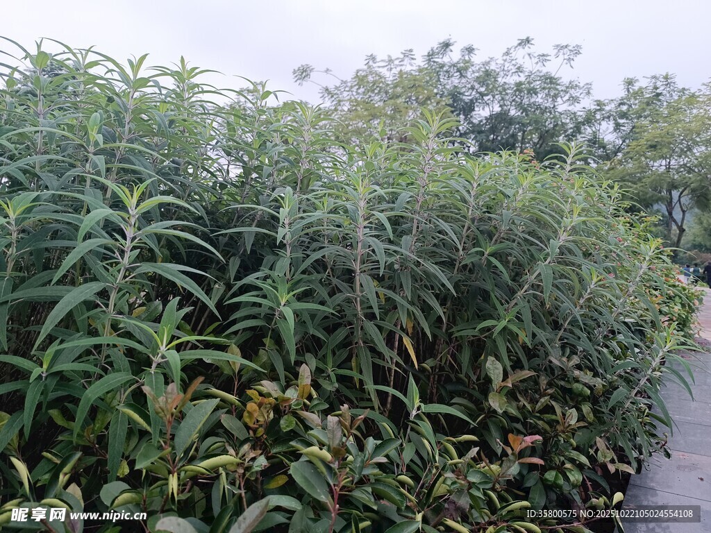 路边繁茂绿植景观